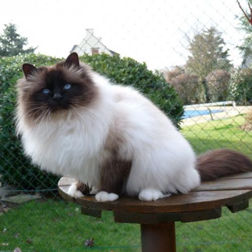 Eleveur : Pascale Maignan