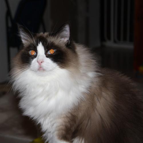 Eleveur : kittentale