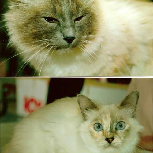 Élevage : birman (sacré de birmanie)