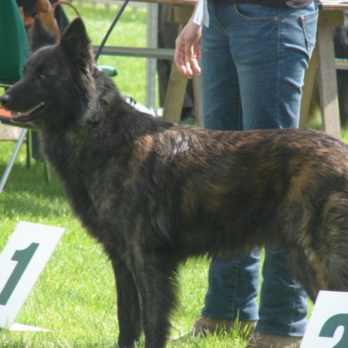 Élevage : berger australien berger hollandais a poil long berger hollandais a poil court berger allemand