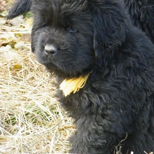 Eleveur : elevage familial de terre neuve