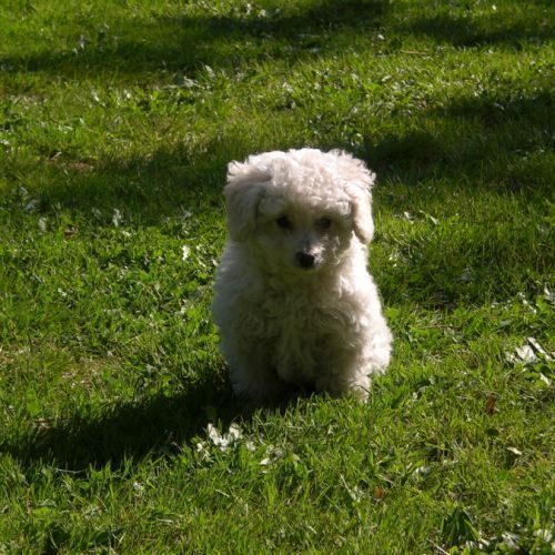 Eleveur de la race caniche toy