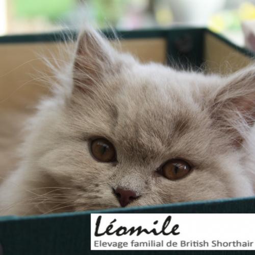 Eleveur : chatterie de léomile