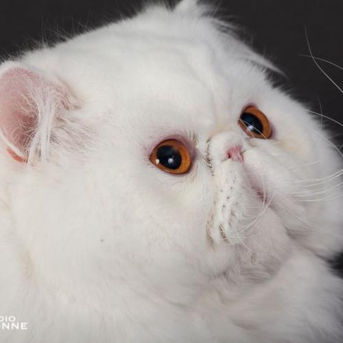 Eleveur : Chapy Cat's