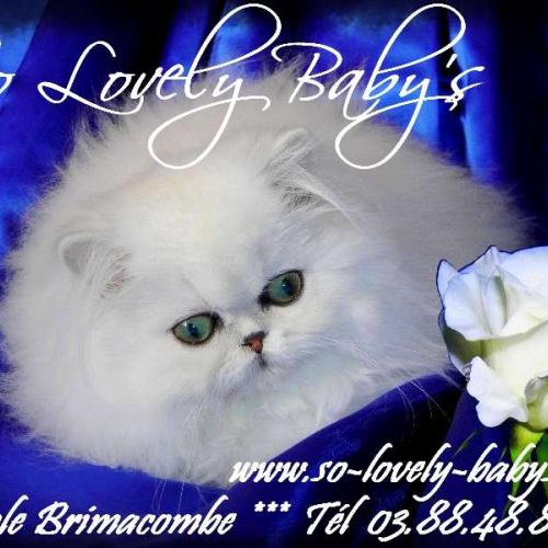 Eleveur : so lovely baby's