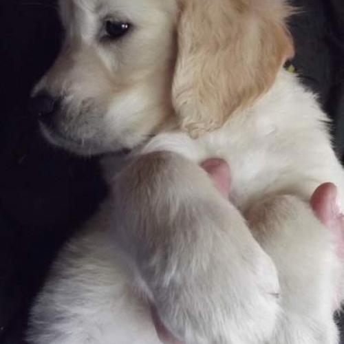 Eleveur : Golden Retrievers du Bataillon de Charme