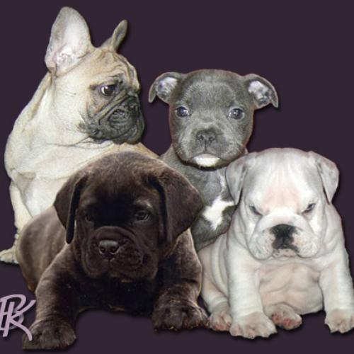 Eleveur : Bullbumpkin's Bully Dogs