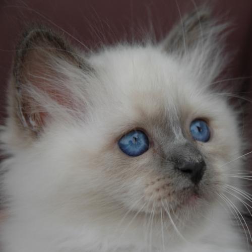 Elevage chats race sacré de Birmanie