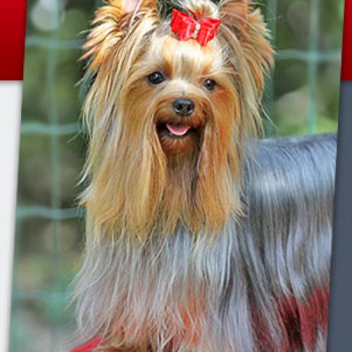 Eleveur : Majeya's Way