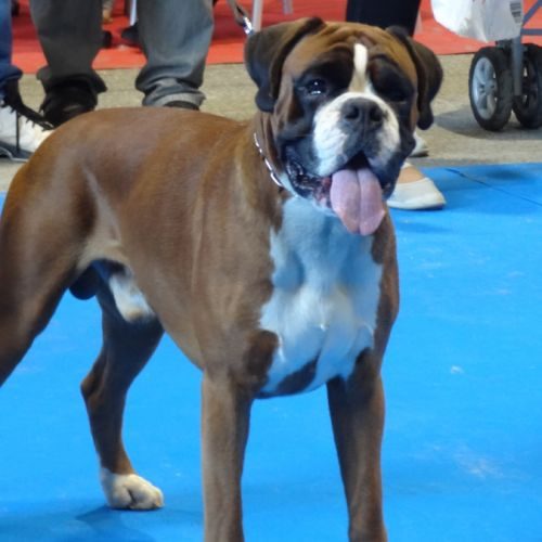 Élevage Boxer