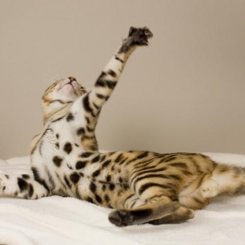 Eleveur : Fovea Bengals