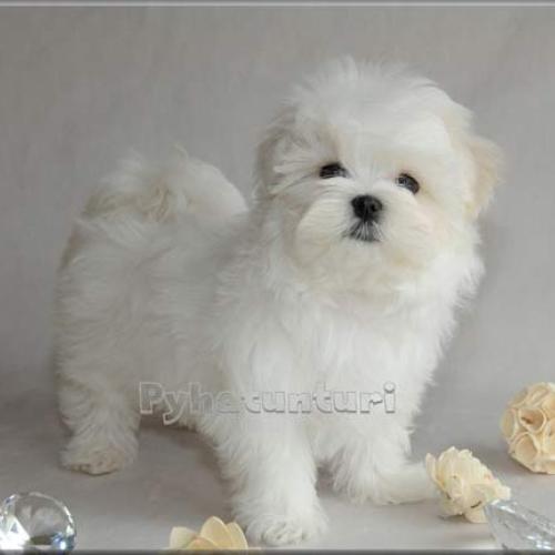 Élevage : bichon maltais
