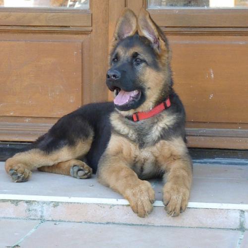 Elevage du Coteau d'Huillé