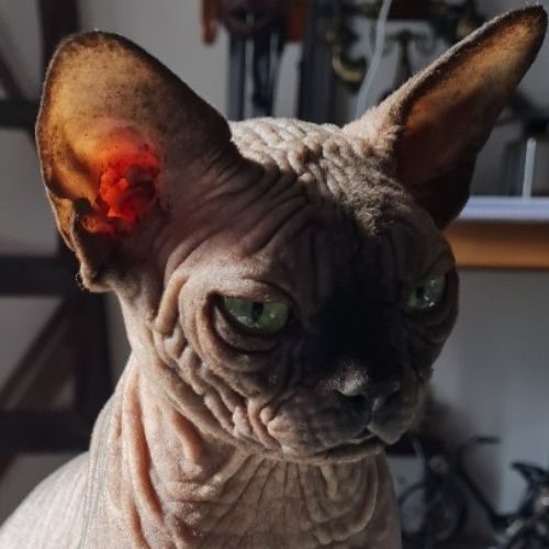 Eleveur : sphynx mania's