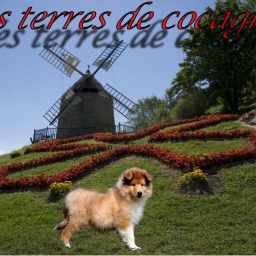 Élevage : chihuahua collie a poil long yorkshire terrier