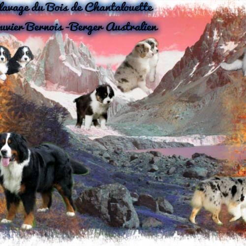 Élevage : berger australien bouvier bernois