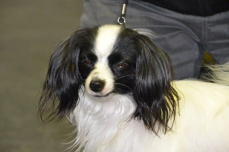 Eleveur : L'oustal d'Eloi