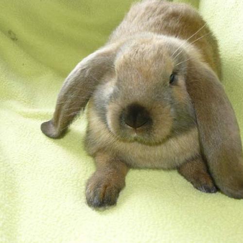 Élevage : lapin bélier