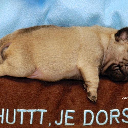 Eleveur : carlin fiorellino