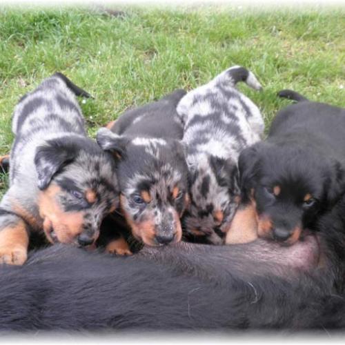 Eleveur : du Royaume de Locksley