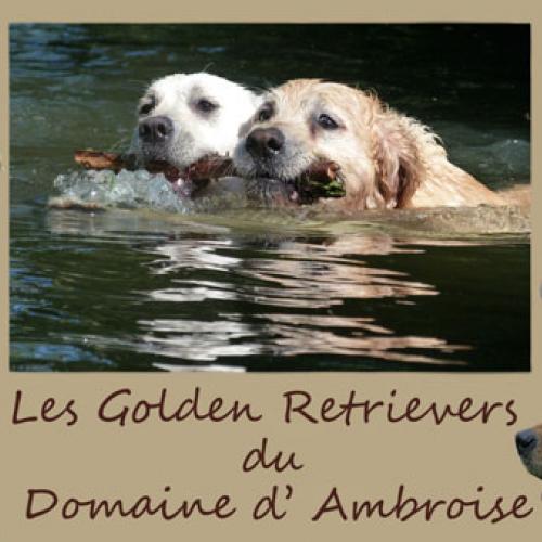 Élevage : golden retriever