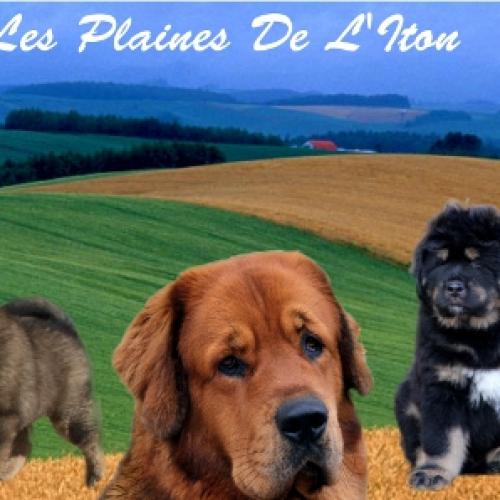 Élevage : dogue du tibet