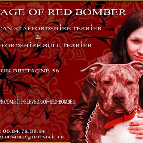 Élevage : staffordshire bull terrier staffordshire terrier americain
