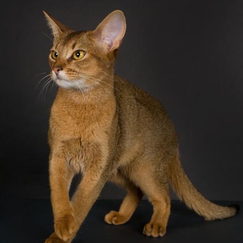 Eleveur : Pont Douilly