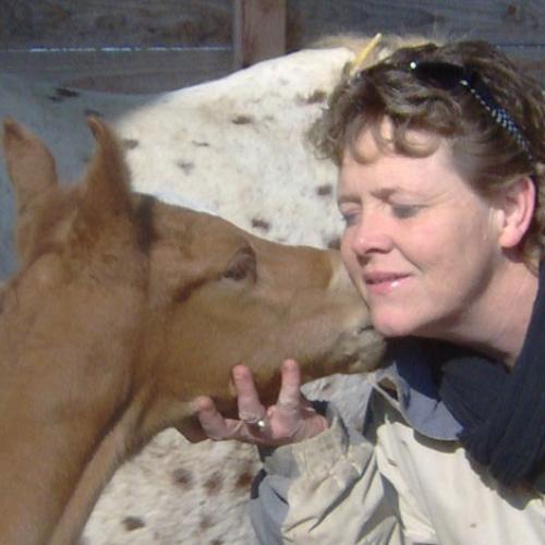 Élevage : appaloosa