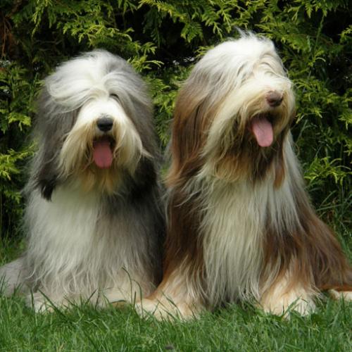 Élevage : bearded collie