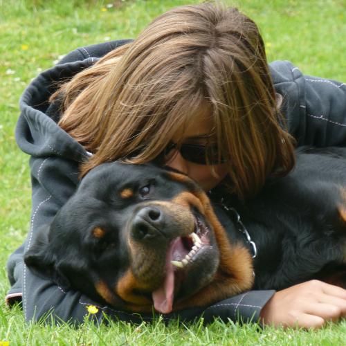 Eleveur de rottweiler LOF