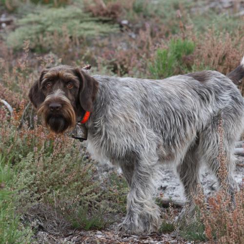 Eleveur : Elevage des ETANGS d'ASSAT