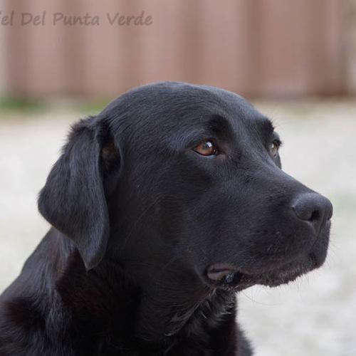 Eleveur : ELEVAGE DEL PUNTA VERDE