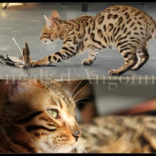 Elevage familial et professionnel : Bengal