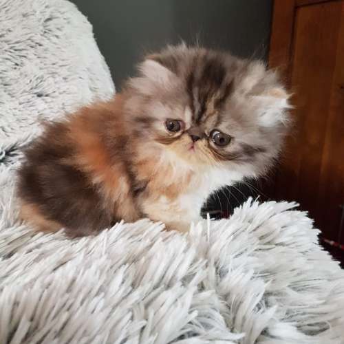 Eleveur : o'sweet persian's