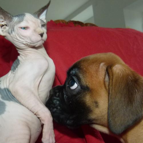 Eleveur : élevage canin et félin