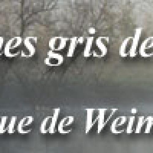 Élevage : braque de weimar poil court