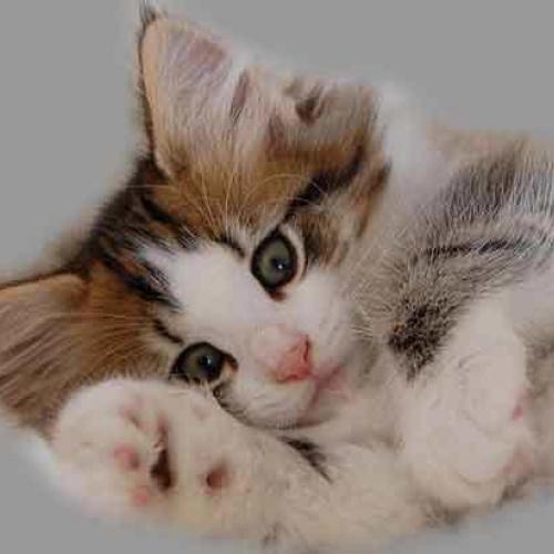 Elevage de chats des forêts Norvégiennes