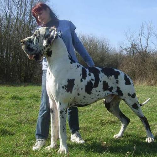 Eleveur : LES JOYAUX D'ALLYTHELIA Dogue Allemand