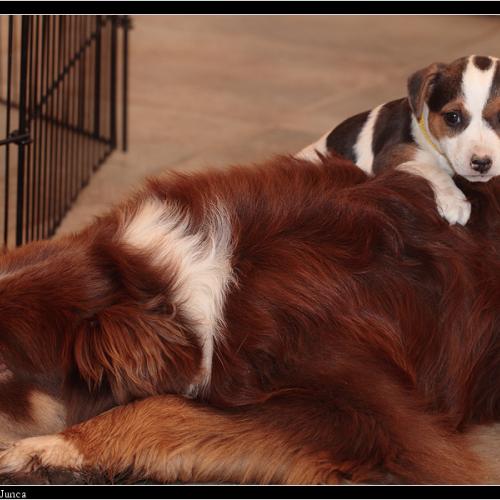 Elevage professionnel d'Austral & Boréal