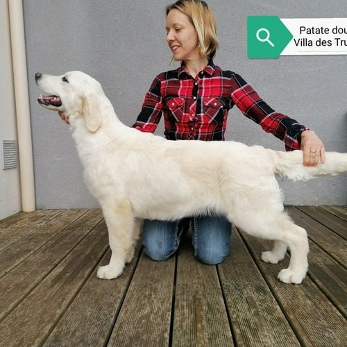 Eleveur : A La Villa Des Truffes D'Or