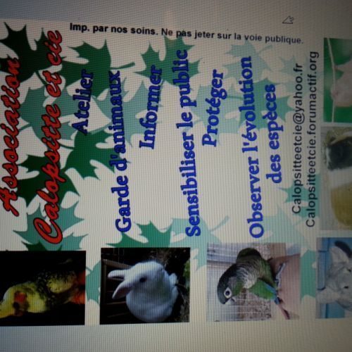 Association : Association Calopsitte et Cie