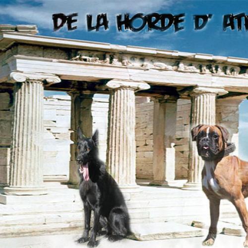 Elevage : Berger Belge Boxer Berger Allemand