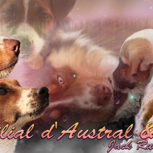 Élevage : jack russel terrier berger australien