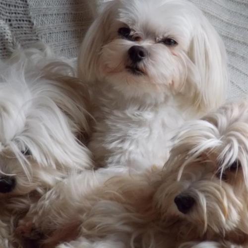 Elevage pro. : Bichon Havanais Bichon Maltais