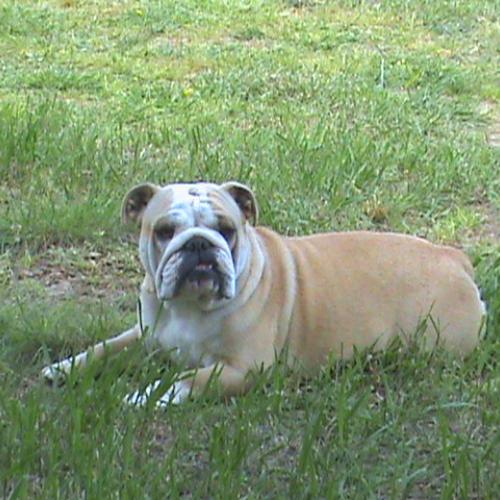 Eleveur : de la pinède de jovin - Pension élevage