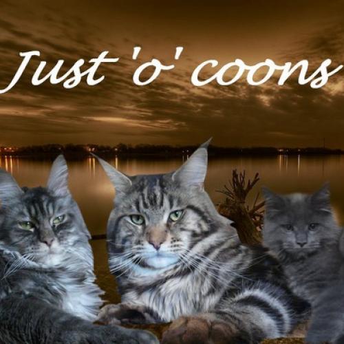 Élevage : maine coon