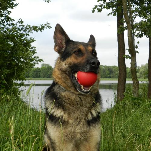 Eleveur : la Foret aux Elfes