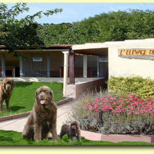 Élevage : terre neuve