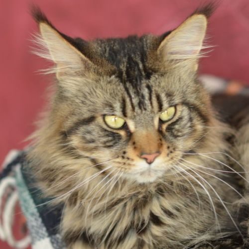 Élevage : maine coon